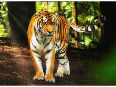PAIRI DAIZA