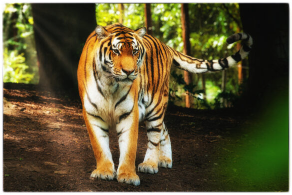 PAIRI DAIZA